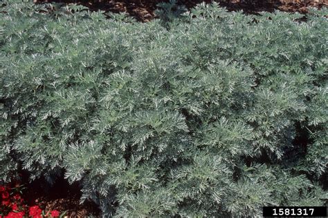 artemisia hybrid wormwood.